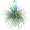Festuca glauca