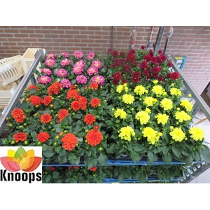 DAHLIA MIXK 4 KL