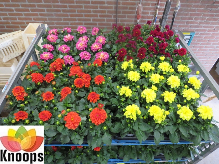 <h4>DAHLIA MIXK 4 KL</h4>