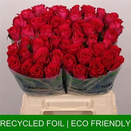 <h4>R Gr Madam Cerise</h4>