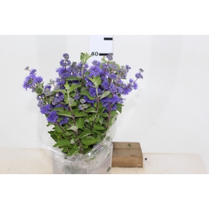 CARYOPTERIS PAGODA LAGOON 050 CM