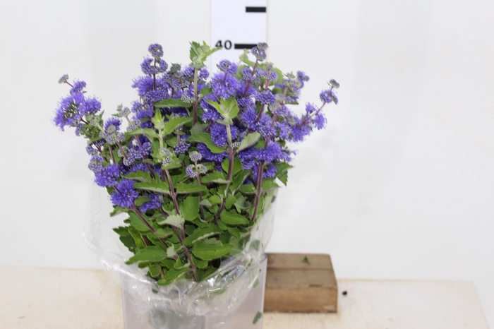 CARYOPTERIS PAGODA LAGOON 050 CM