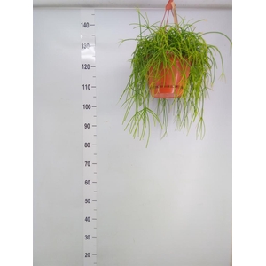 Rhipsalis   ...