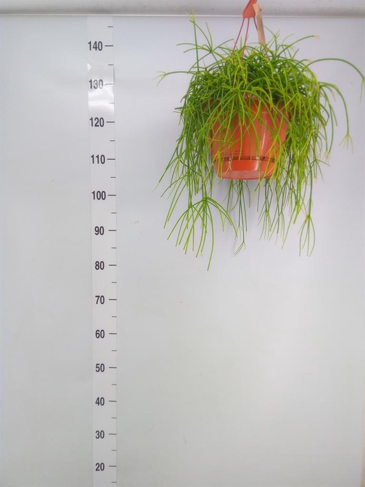 <h4>Rhipsalis   ...</h4>