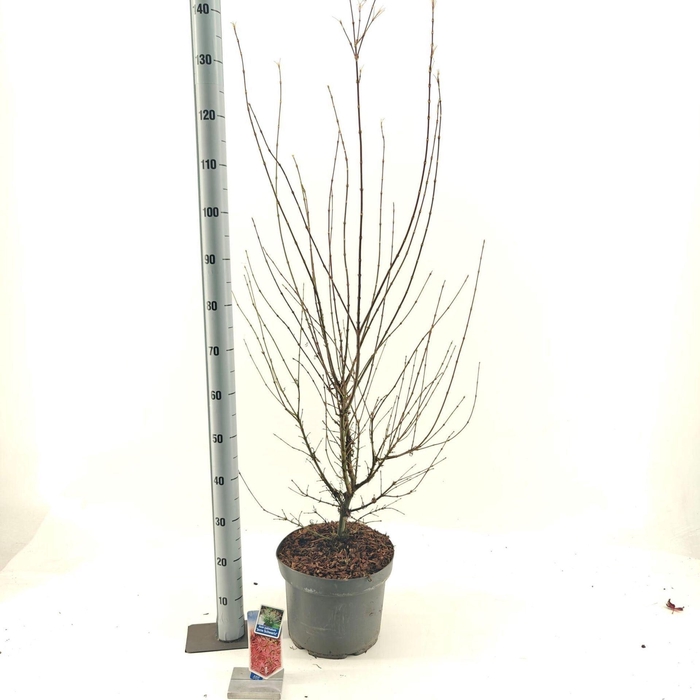 <h4>Acer palmatum Jerre Schwartz</h4>