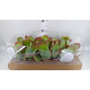 Kalanchoe NF thyrsiflora