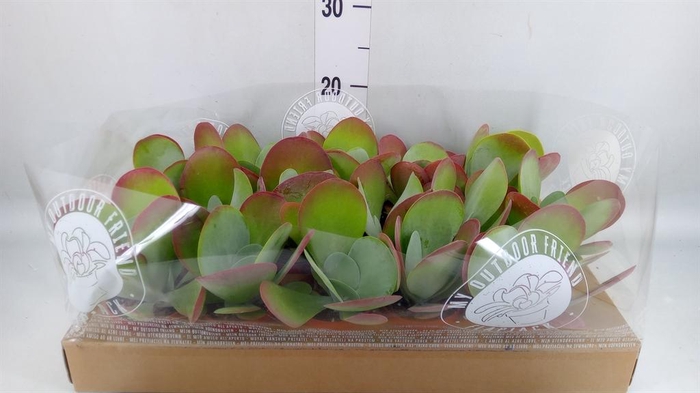 <h4>Kalanchoe NF thyrsiflora</h4>