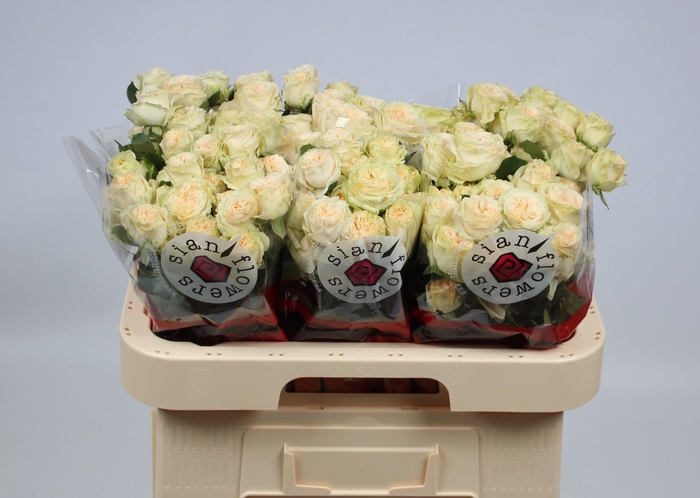 <h4>R TR SUMMERROSE</h4>