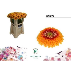 Ge Bv Pom Bonita 07 CM,AQUA,ORANJEROOD,(NL),(20)