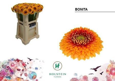 <h4>Ge Bv Pom Bonita 07 CM,AQUA,ORANJEROOD,(NL),(20)</h4>