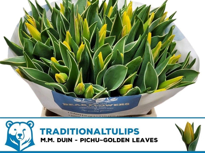 <h4>TU EN PICHU</h4>