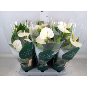 Anthurium andr. 'Samora'