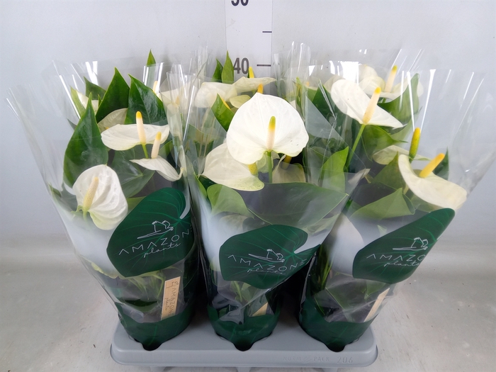<h4>Anthurium andr. 'Samora'</h4>