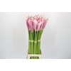 Zantedeschia Eydolls Purple Pink