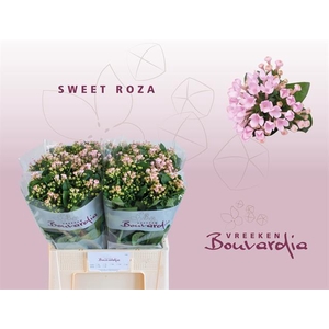 BOU EN SWEET