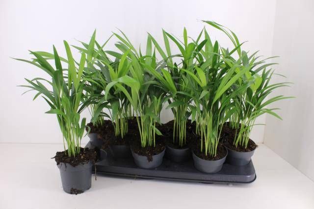 <h4>DYPSIS LUTESCENS</h4>
