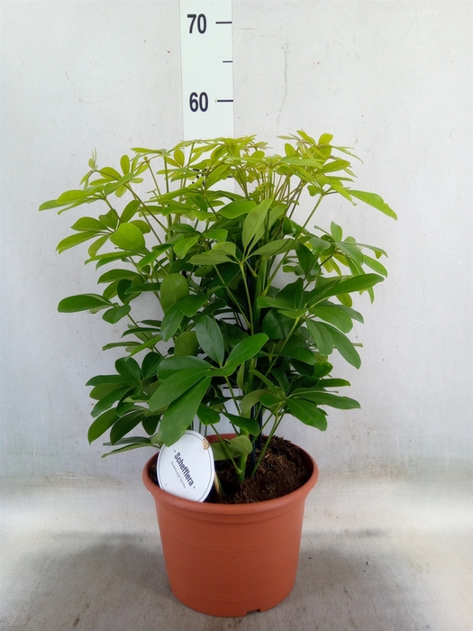 <h4>Schefflera arbor. 'Nora'</h4>