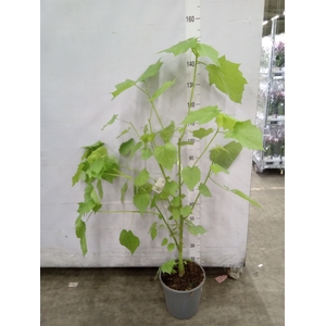 Sparrmannia africana