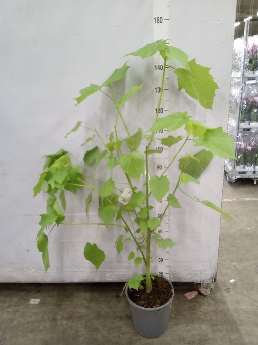 <h4>Sparrmannia africana</h4>