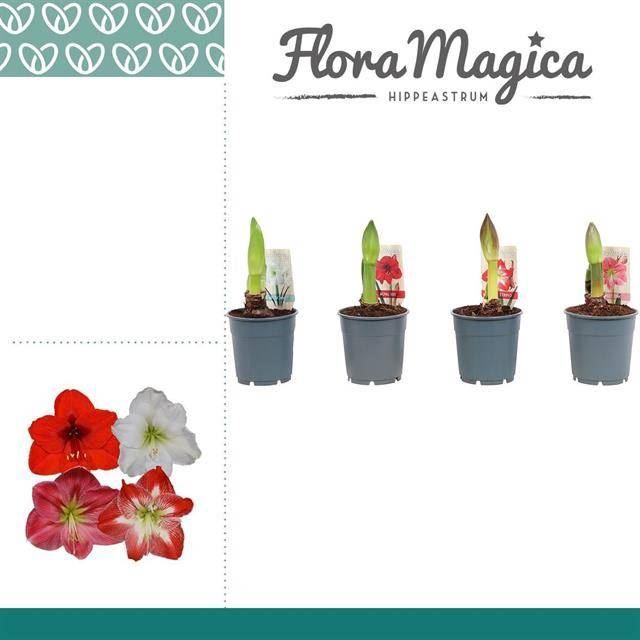 <h4>Hippeastrum overig</h4>