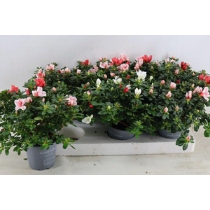 RHODO OV
