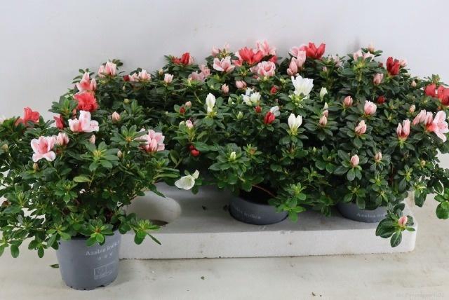 <h4>RHODO OV</h4>