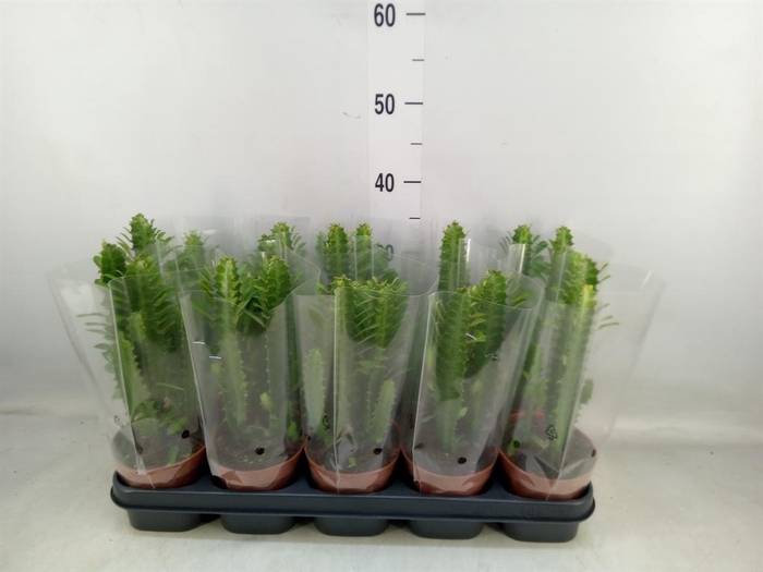 <h4>Euphorbia trigona</h4>