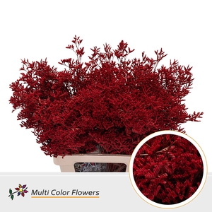 Limonium Rood