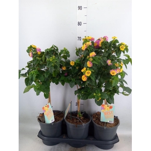 Lantana camara   ...