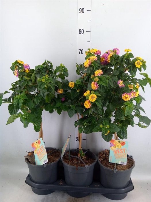 <h4>Lantana camara   ...</h4>