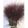 GRAS MISCANTHUS MALEPARTUS
