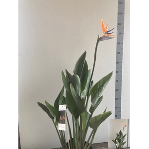 STRELITZIA REGIN BL