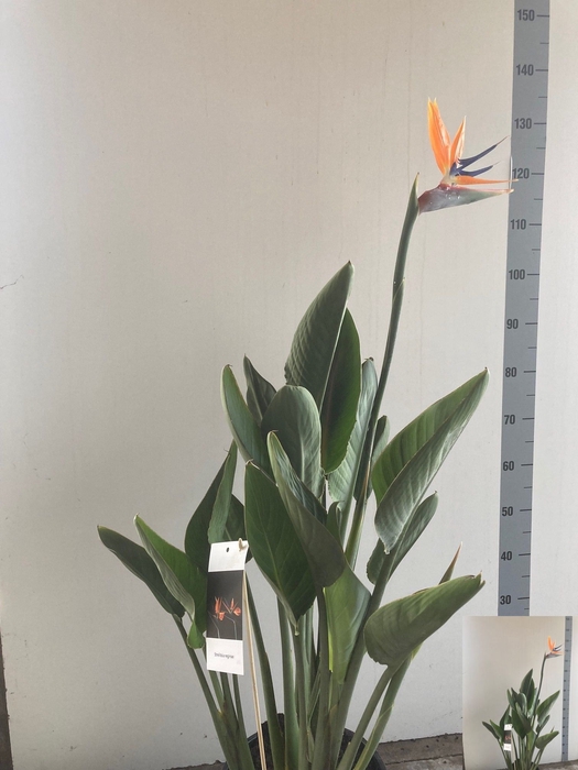 <h4>STRELITZIA REGIN BL</h4>