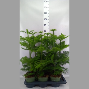 Araucaria heterophylla