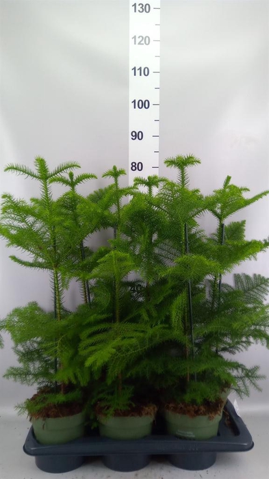 <h4>Araucaria heterophylla</h4>