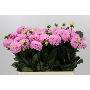 Dahlia Wizard Of Oz