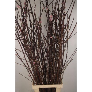 Peachblossom Pink Per Stem