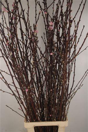 <h4>Peachblossom Pink Per Stem</h4>