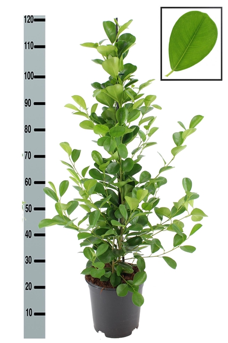 <h4>FIC MI MOCLAME</h4>