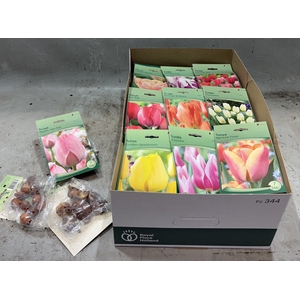 BLOEMBOL TULIPA