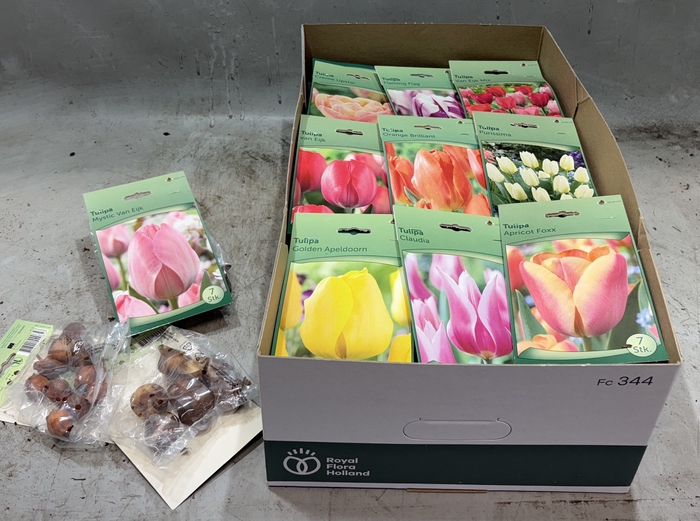 <h4>BLOEMBOL TULIPA</h4>