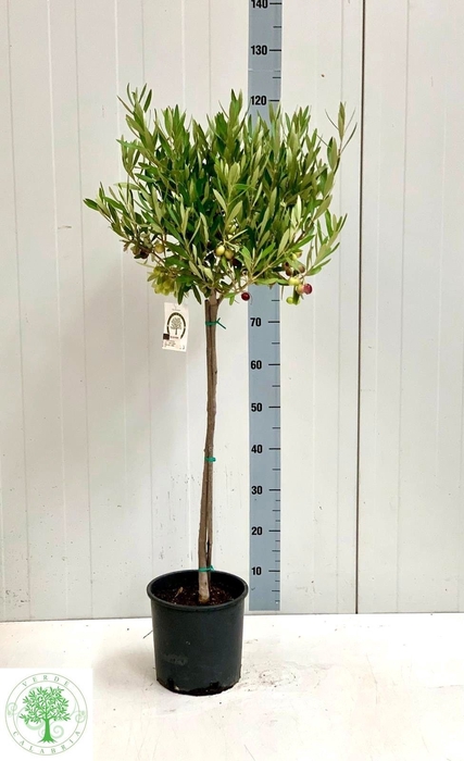 <h4>OLEA EUROPAEA</h4>