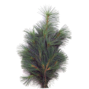 Pinus strobus - Silkefyr 5 kg
