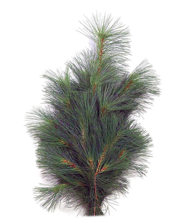 <h4>Pinus strobus - Silkefyr 5 kg</h4>
