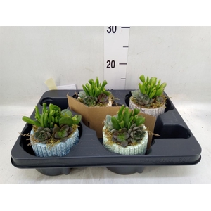 Arr.  Succulents L%
