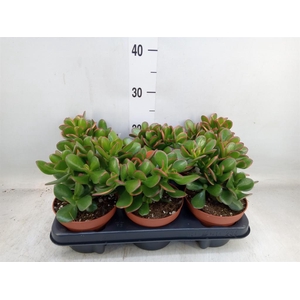 Crassula ovata 'Sunset'