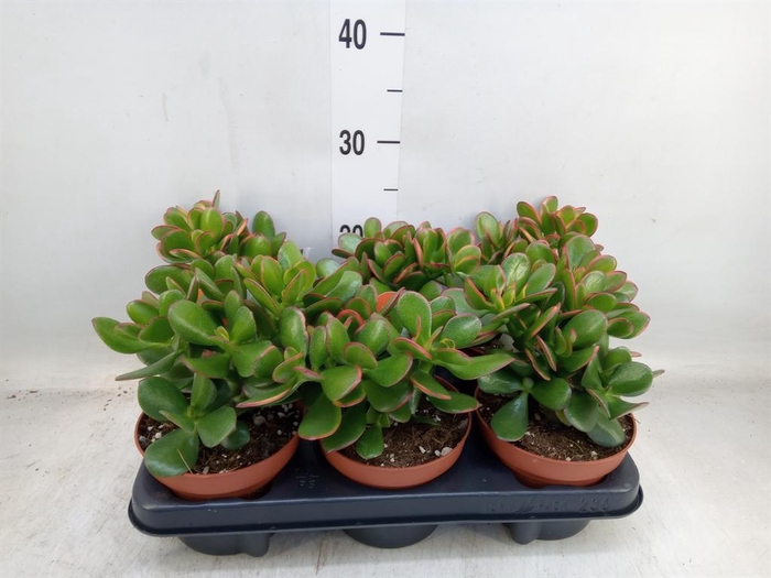 <h4>Crassula ovata 'Sunset'</h4>