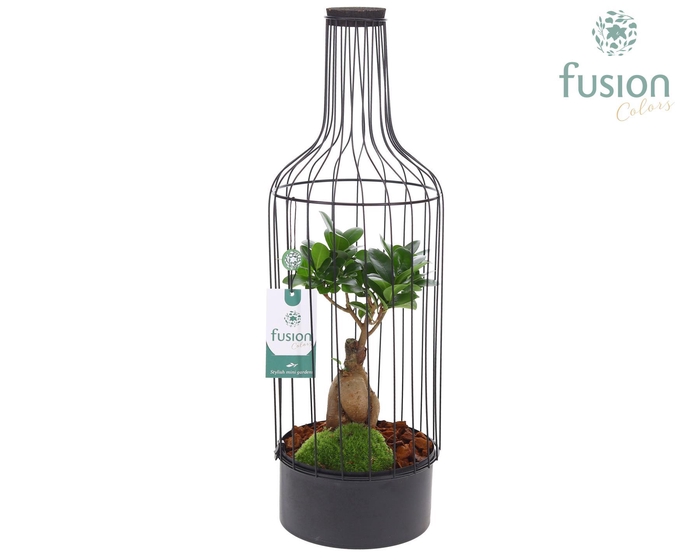 <h4>Metaal fles zwart Large met Ficus Ginseng</h4>
