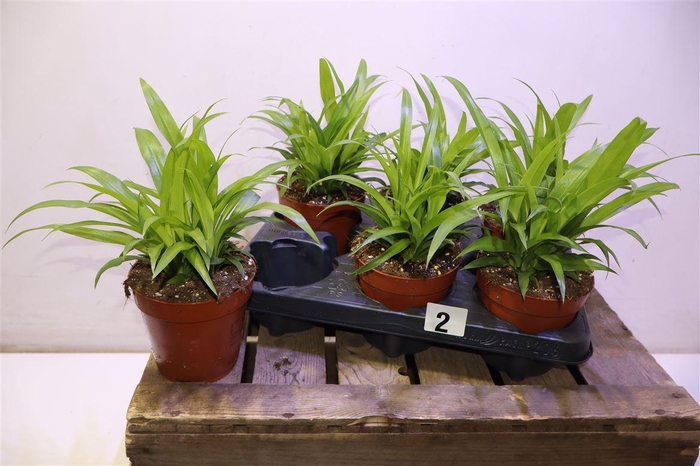 <h4>Chlor Com Lemon</h4>