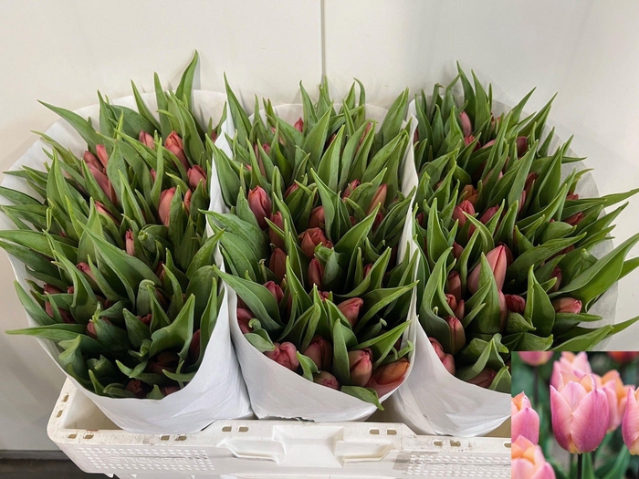 <h4>TU EN SALMON PRINCE</h4>